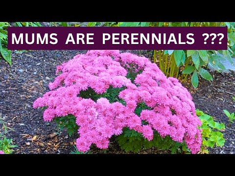 菊を越冬させる方法 : 菊の保存は簡単です!