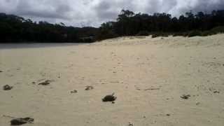 The Muttonbird Massacre