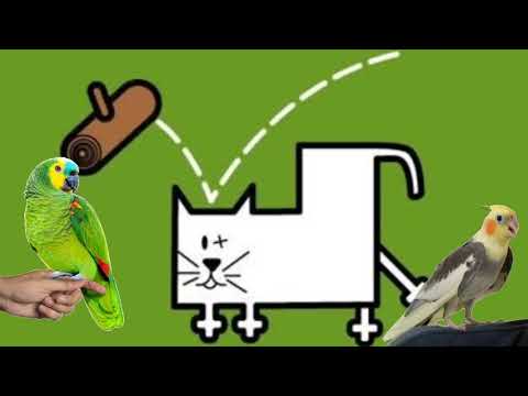 Assobio atirei o pau no gato para Papagaio e Calopsita