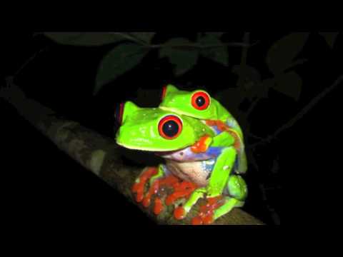 DeadFerdeey- Rainyfrog (Dubstep)