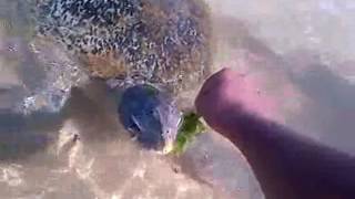 THE ISLAND OF DREAMS THE SEEKERS