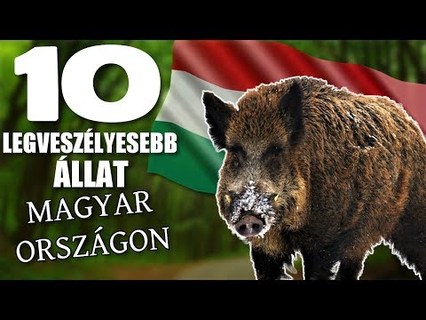 10 Legveszélyesebb Állat Magyarországon [TOPLISTÁK]