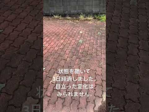 春になったら除草剤を撒いたほうがいいでしょうか?すべきこととしてはいけないこと  庭園