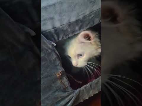 Qais masti time #subscribemychannel #qaismeow