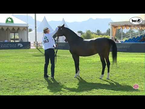 N 143 PIACOLLA   King Abdulaziz Arabian Horse Center Show 2021   Mares 7 9 Years Old Class 5
