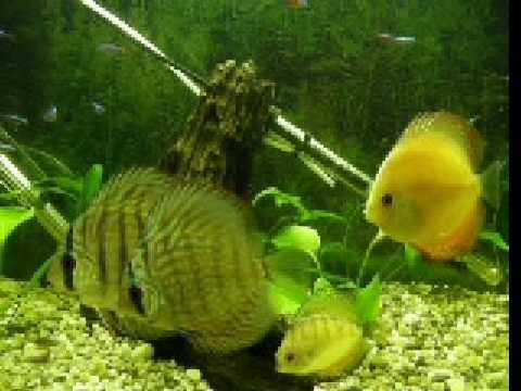 Attila's Discus fish tank