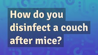 How do you disinfect a couch after mice?