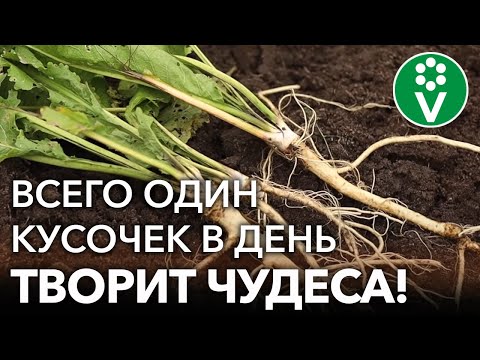 ЧТО ТВОРИТ ХРЕН! Лечит боли в суставах, простуду, кашель и не только! Самый простой рецепт из хрена