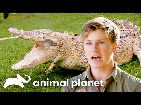 Robert Irwin's Craziest Adventures of SEASON 4 | Crikey! It's the Irwins | Animal Planet