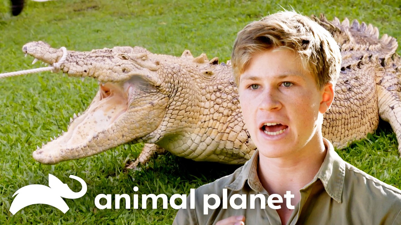 Robert Irwin's Craziest Adventures of SEASON 4 | Crikey! It's the Irwins | Animal Planet