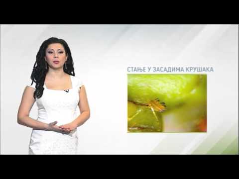 Zelena prognoza, 16.3.2016. - O stanju u zasadima krušaka