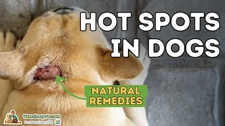 Hot Spots In Dogs: Natural Home Remedies