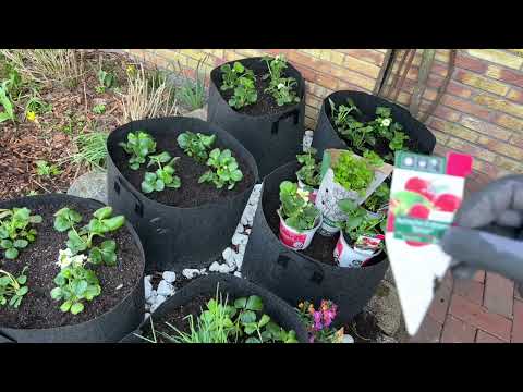 Growing fruit and vegetables in planting bags - Protecting strawberries from pests (snails) Instr...