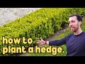 Plant The Perfect Hedge Without Breaking The Bank 2025