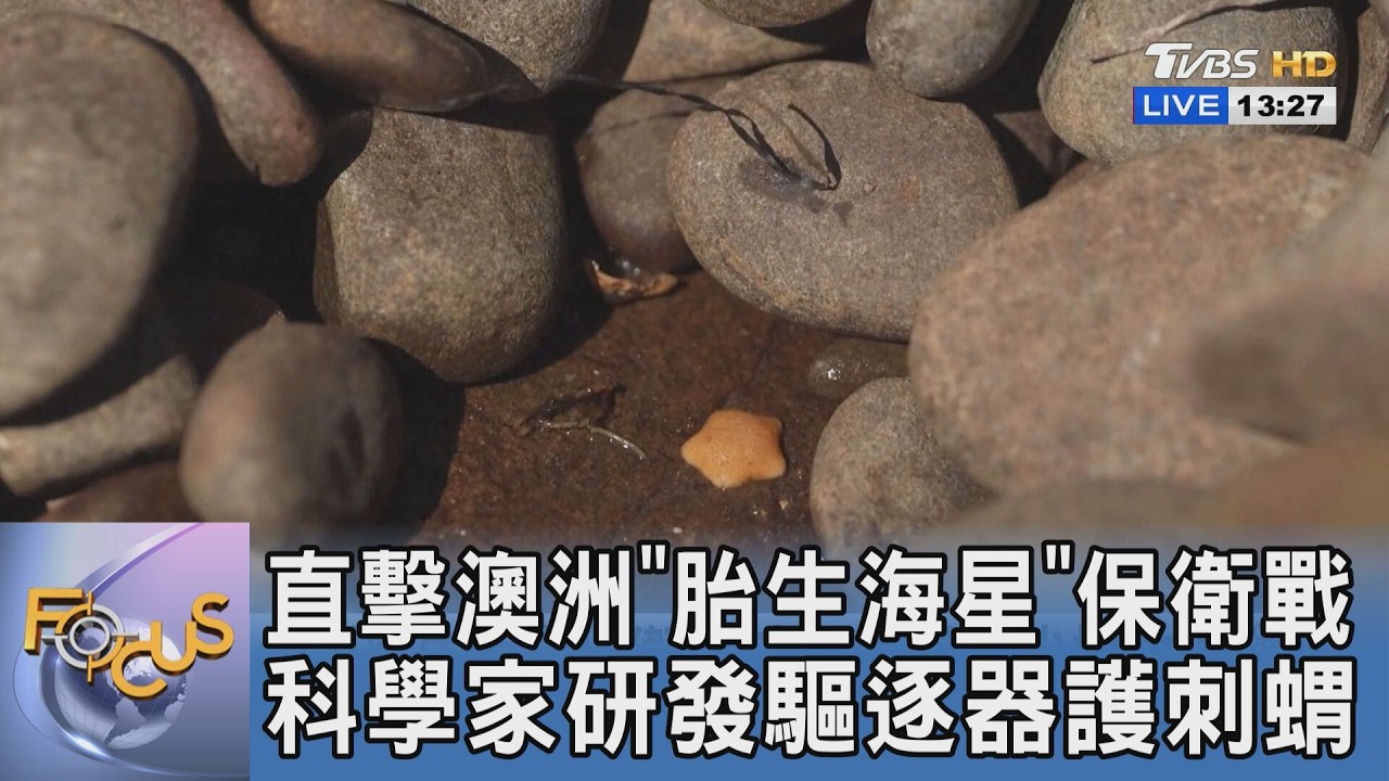 直擊澳洲「胎生海星」保衛戰 科學家研發驅逐器護刺蝟