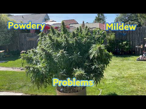 Dealing with powdery mildew - mainlining for yield - Ep.5 - my strain