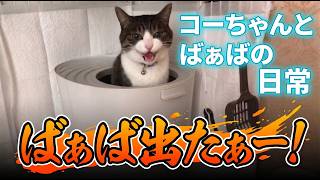 [コーちゃんとばぁばの日常vlog] コーちゃんのトイレ問題　[レイちゃんちのネコ達]