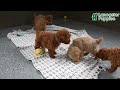 Goldendoodle dogs for sale: Ronella - Video 1