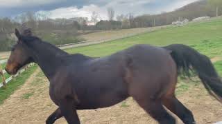 Horse Dashes Across Field During Rainy Day in USA - 1497411