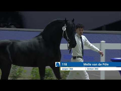 HK 2024   Event 1 Part 1   Second viewing of the selected young stallions   German