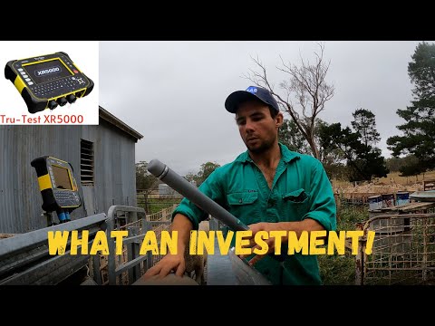 THIS THING IS A BEAST!!! | Tru-Test XR5000 Weigh Indicator | Recording Data | Australian Sheep Farm