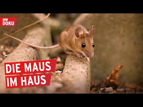 Kampf gegen Schädlinge (1/2) | Doku | 100% Berlin.