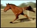 Лошадь на двух ногах - Retarded Running Horse 