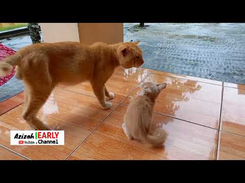 WILY CAT FATHER MEETS HIS SON | KUCING SO SWEET