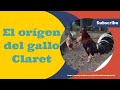 El gallo Claret su orígen y Características