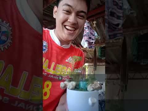 Adovo Teacup Gardening