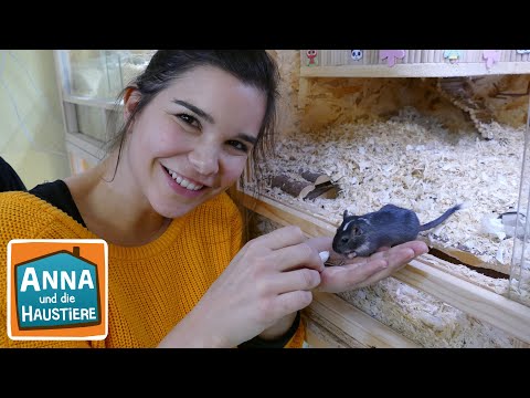 Ein Tag im Heim für Rennmäuse | Information für Kinder | Anna und die Haustiere | Spezial