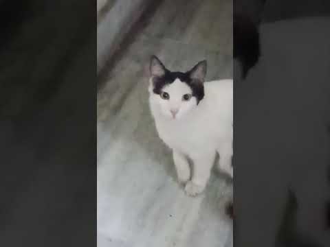 Cat can't decide what's wrong with its human.