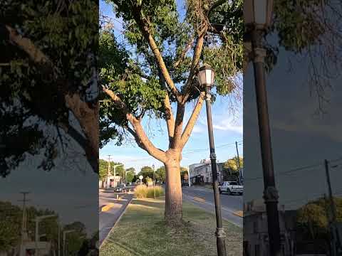 Mercedes - Buenos Aires - Avenida 2