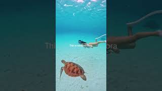 Download lagu 📍Zamami Island, Okinawa, Japan #marinelife #traveltiktok #japan #okinawa #travelwithtrainpal #vuka mp3 Download lagu 📍Zamami Island, Okinawa, Japan #marinelife #traveltiktok #japan #okinawa #travelwithtrainpal #vuka mp3