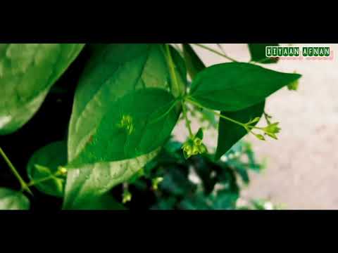 Cinematic shoot || natural fresh flower || xiyaan afnan nazmul