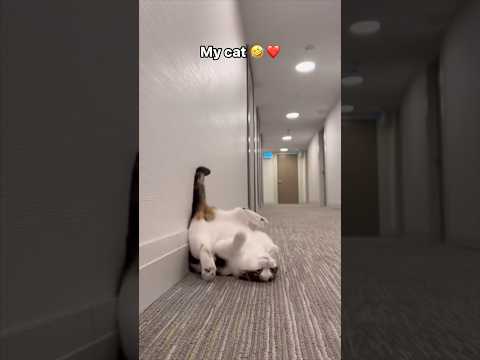 #JasonDeruloTV // Cat 🤣👏 #GotPermissionToPost From @eliethehallwaycat #TalkDirty