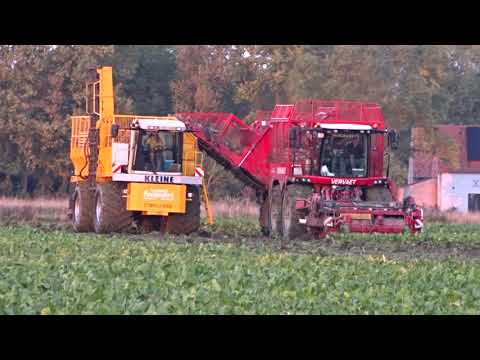 Focquaert: Bieten rooien.