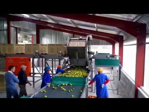 Nicky Whyte citrus packhouse automation