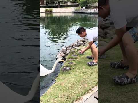 Detik-detik papi mau digigit angsa⁉️😱