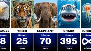 ANIMAL LIFESPANS Comparison | Shortest To Longest