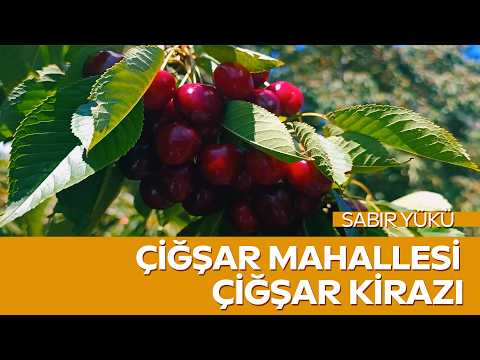Dalından Sofraya Çığşar Kirazı! Tuğrul Çığşar’ın Kiraz Hikâyesi | Sabır Yükü