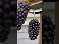 How to Grow Blackberries  #blackberry #blackberries #garden #gardening #food #howto  #how