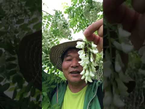 園芸 ニセアカシア、カルージュ、キャシー