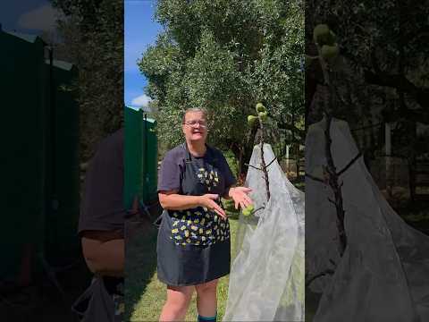 Tanya's Fig Tree: 5 to 130 Ripe Figs in One Season!