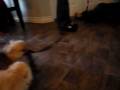 Elmo The Pomeranian Playing Tug O War