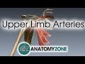 Upper Limb Arteries Arm And Forearm 3D Anatomy Tutorial