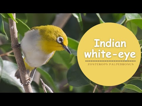 Okánik indický (Zosterops palpebrosus) — video o speve a chove
