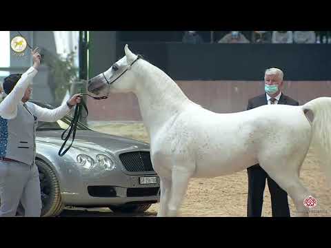 N 71 MH MAARBIEL   Straight Egyptian World Championship 2020   Stallions 4+ Years Old Class 7C