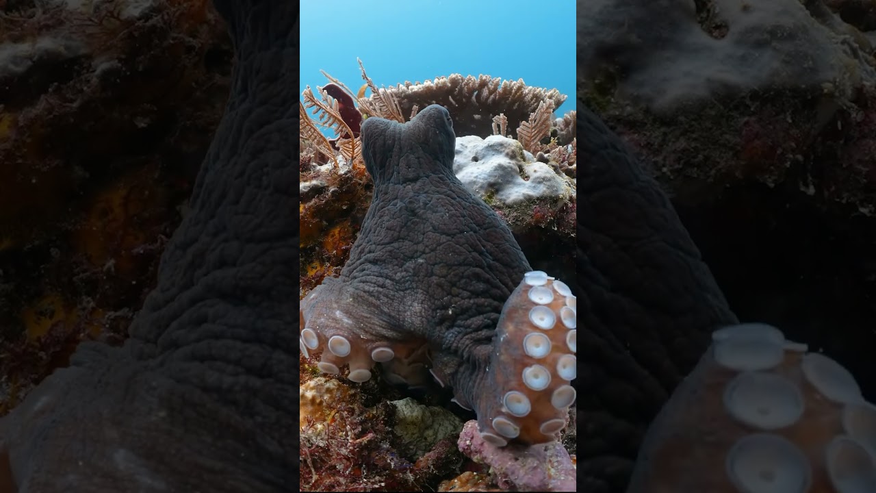 This Tickled My Brain