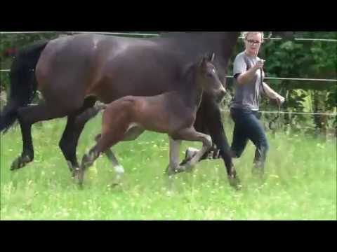 *2016 Hengstfohlen von Le Vivaldi - Hotline  SOLD!!!